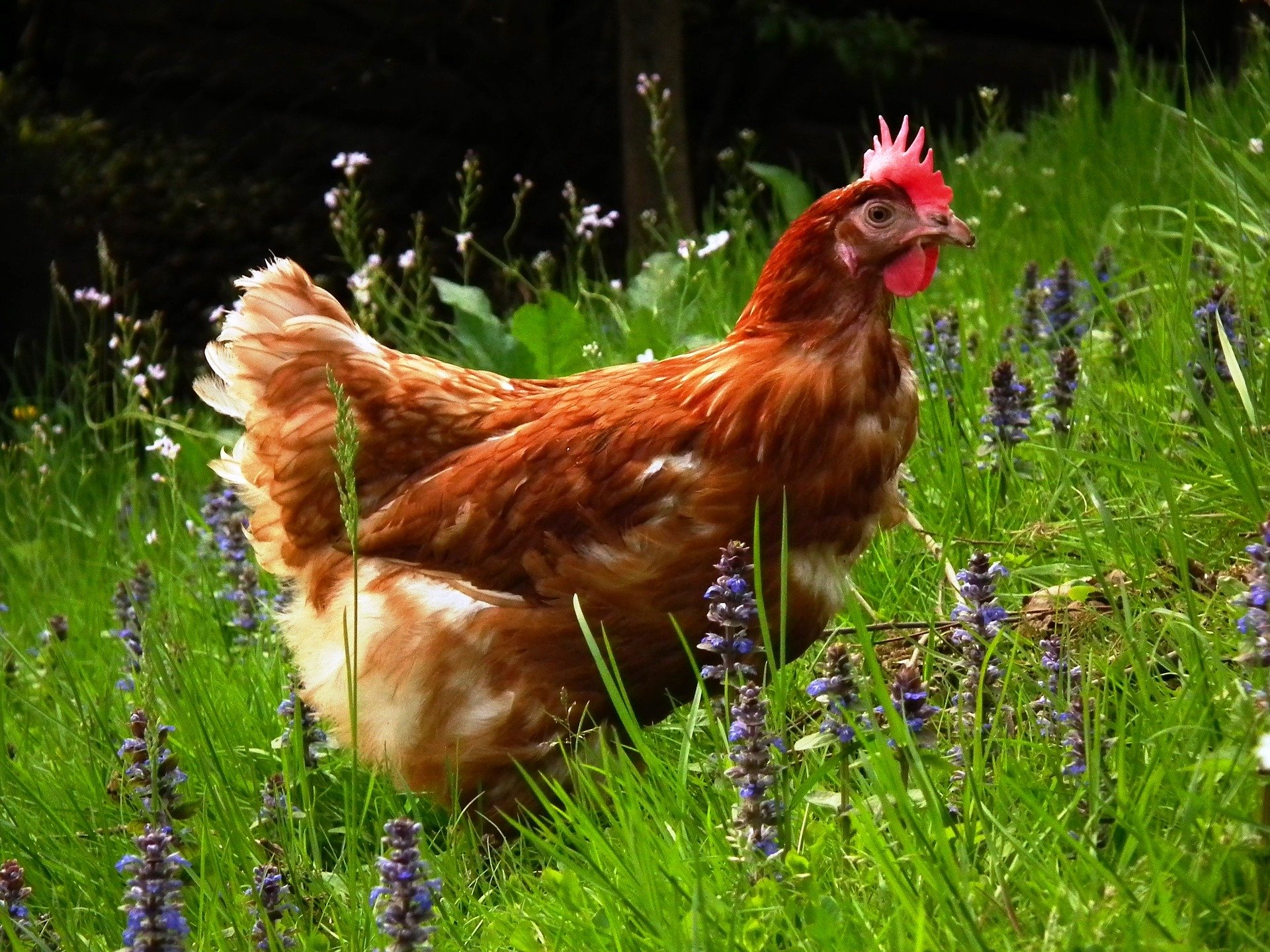 Dobrostan zwierząt – jaja od kur z wolnego wybiegu